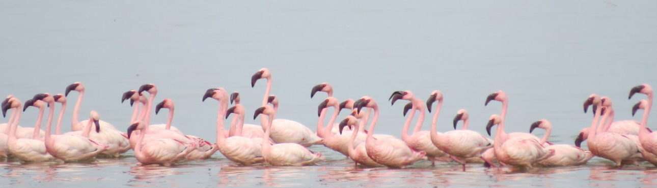 Exploring the Majestic Rift Valley Lakes of Ethiopia